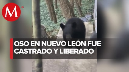 Liberarán a oso negro de Chipinque en Sierra del Nido, en Chihuahua