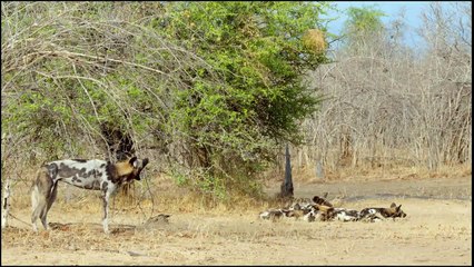 Africa’s Hunters- Series 3 (2019) 5of6 Deadly Rivals - Nat Geo WILD HD