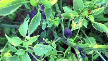 - Kanseri yendiği Mor Çilekleri yurtiçi ve yurtdışına gönderiyor