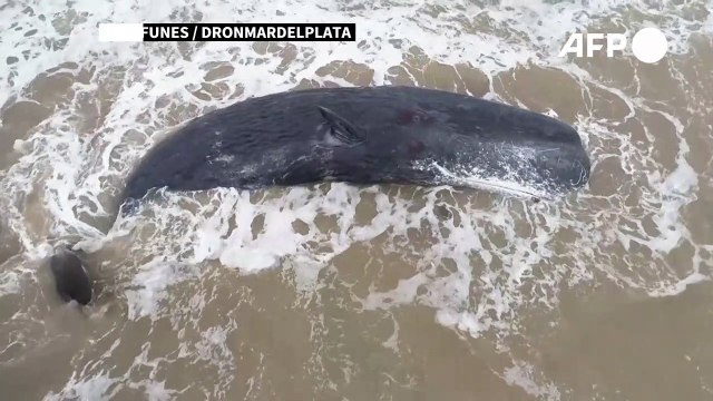 Sperm whale dies stranded on Argentine beach