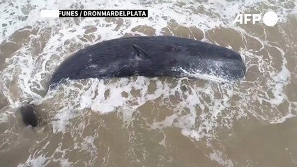 Sperm whale dies stranded on Argentine beach