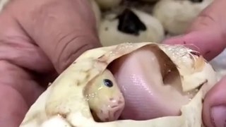 Snake's egg | Dangerous | Hatching | Amazing