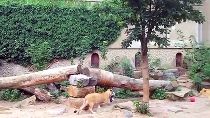 Zoo lion catching bird