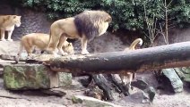 Lion hunting and attacks duck at Amsterdam zoo