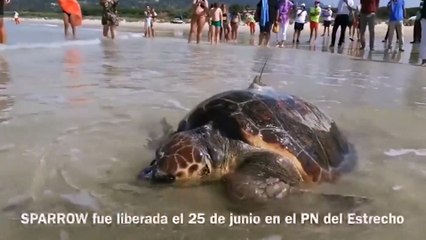 El viaje de Sparrow, la tortuga boba que cruzó el Mediterráneo