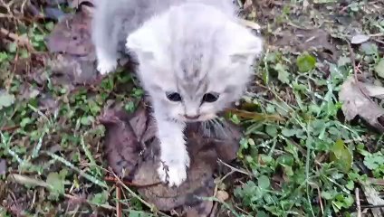 First bath for street kitten