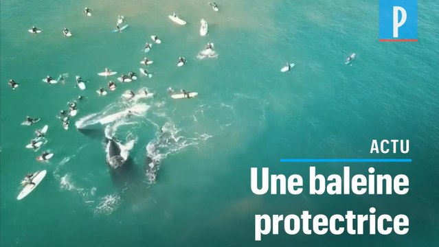 Pour protéger son bébé cette baleine gifle des surfeurs avec sa queue