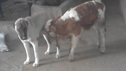 Danayı emziren kangal köpeği görenleri şaşırtıyor