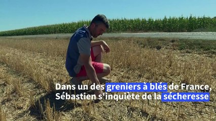 Dans la canicule des champs du Loiret, l'avenir est plus qu'incertain