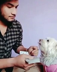 Counting money with your dog