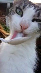 Cat Gets A Brain Freeze Eating Ice Cream_2
