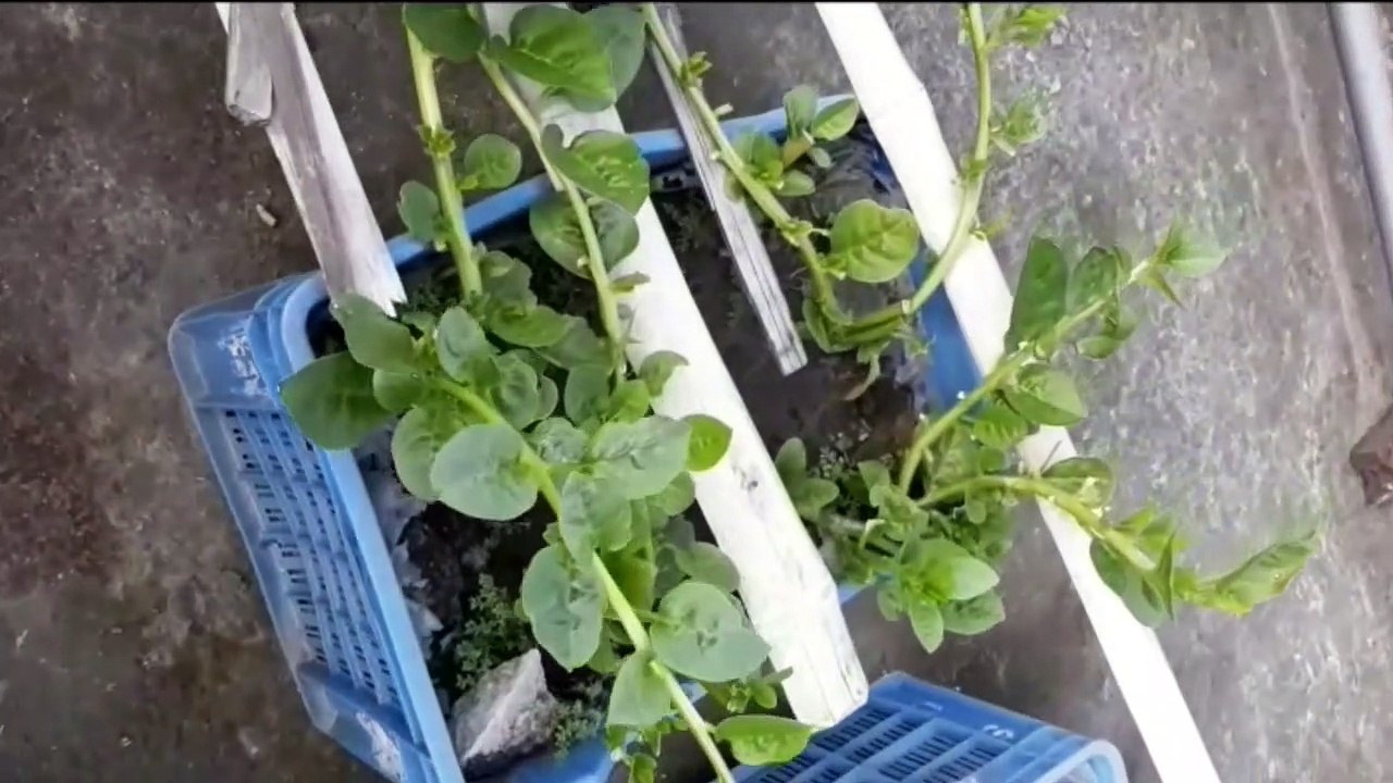 Yummy Chicken Curry