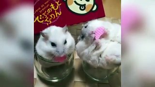 Funny Hamsters Videos Compilation _3