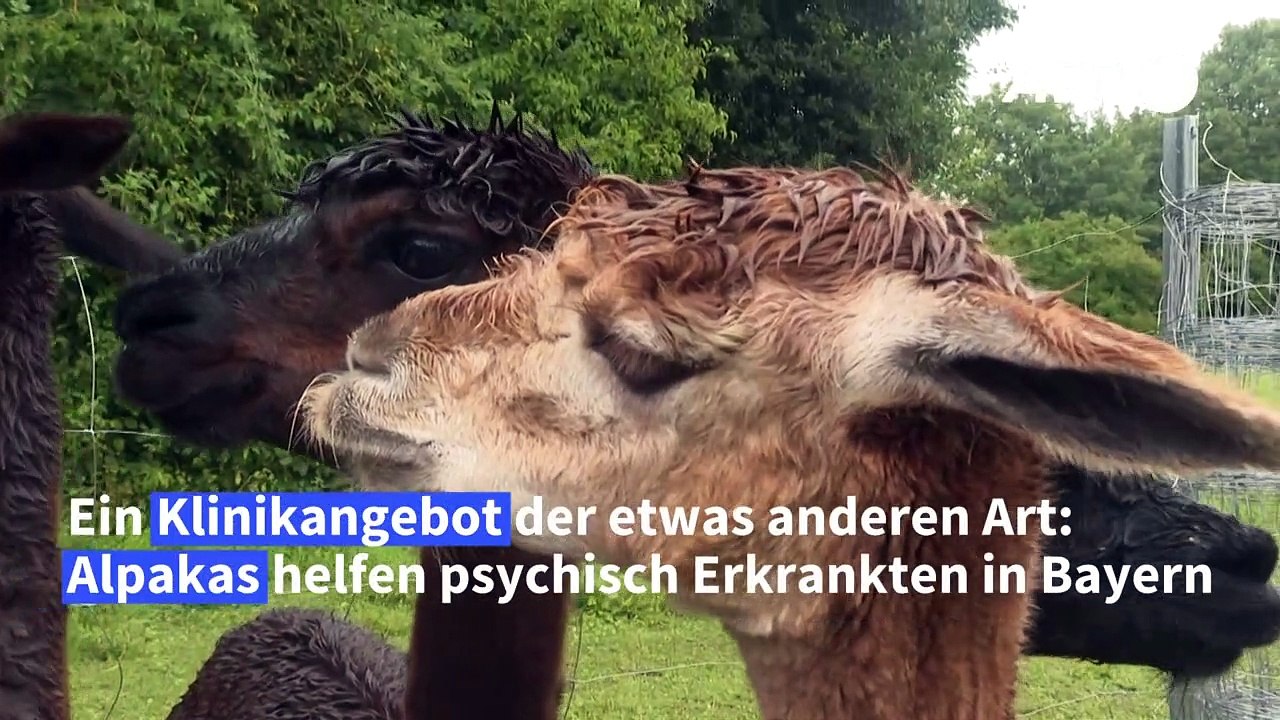 Arbeit mit Alpakas für psychisch Erkrankte in Klinik in Bayern