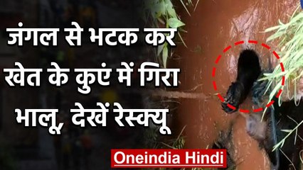 Forest से भटक कर खेत के कुएं में गिरा Bear,किस तरह किया गया रेस्क्यू देखें वीडियों | वनइंडिया हिंदी