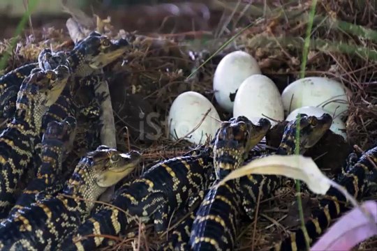 Crocodile Snakes can Attack And Crocodile Facts,by Arfan Ali TV