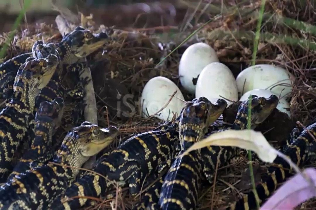 Crocodile Snakes can Attack And Crocodile Facts,by Arfan Ali TV