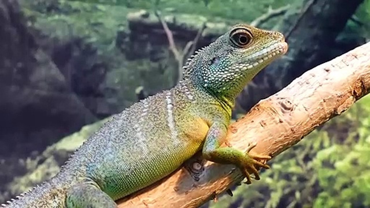 Water Dragon