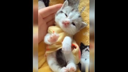 Animals funny moments ||Part 2|| --(Animals life)