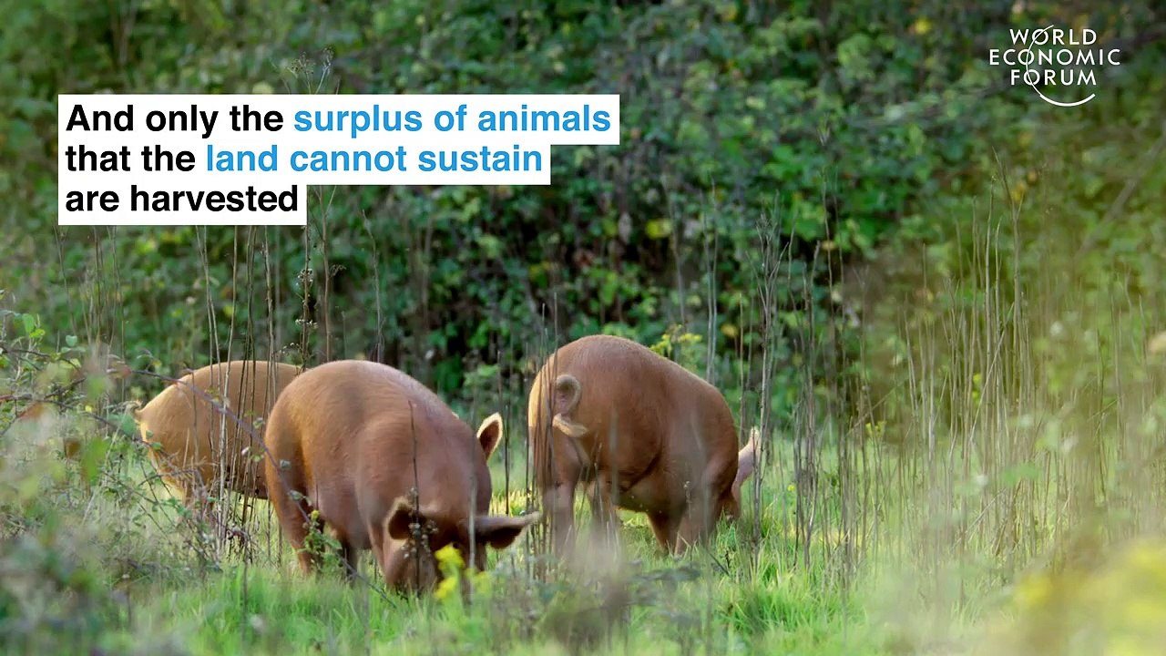 This farm in England is run by its animals - Pioneers for Our Planet