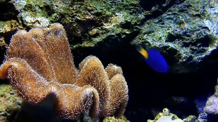 Unique and Different kinds of Fishes | Welcome to Fantastic Fish World |अनोखी और अलग तरह की मछलियाँ