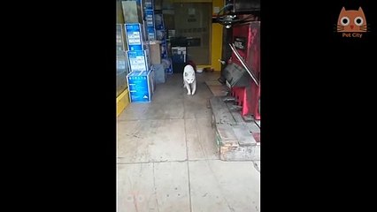 Trate de no reírse - Videos divertidos de gatos y perros #16