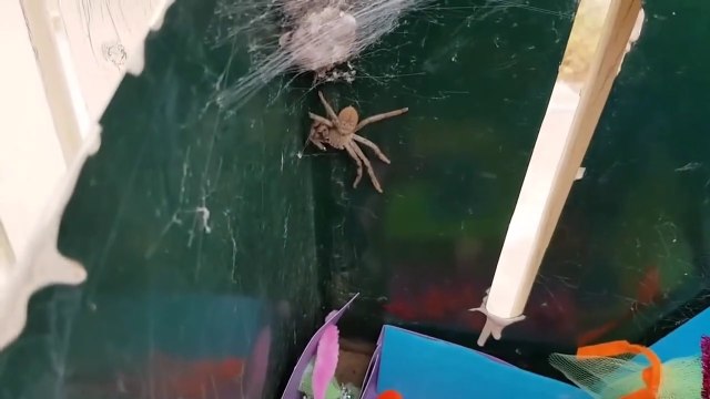 Ce qu'il découvre dans sa boite aux lettres est terrifiant : centaines de bébés araignées