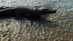 Ce crocodile surfe dans la boue... Incroyable