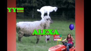 Happy Birthday Alexa - Alexa's Birthday Song - Alexa's Birthday Party