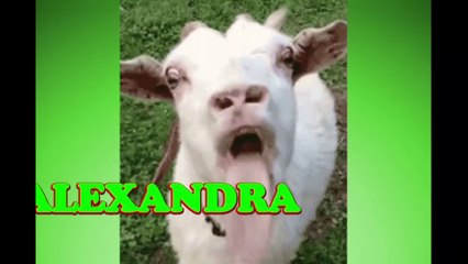 Happy Birthday Alexandra - Alexandra's Birthday Song - Alexandra's Birthday Party