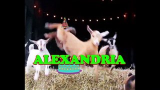 Happy Birthday Alexandria - Alexandria's Birthday Song - Alexandria's Birthday Party