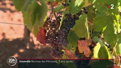 Bormes-les-Mimosas : retour sur le terrible incendie de 2017