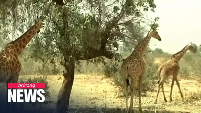 6 French tourists among 8 killed by gunmen in Niger