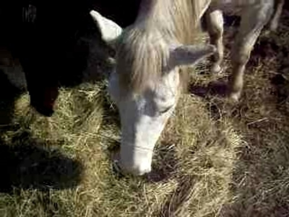 Photo 005