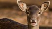 California Deer Are Facing Their Own Pandemic, And Need To Practice Social Distancing