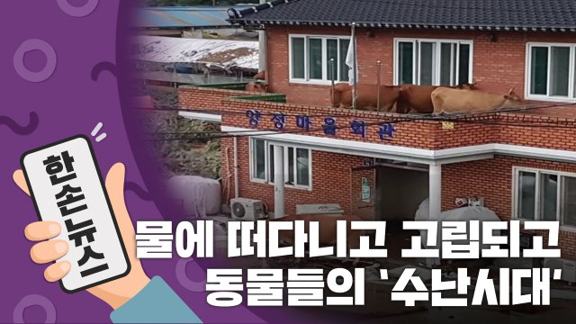 [15초 뉴스] 물에 떠다니고 고립되고...동물들도 '수난 시대' / YTN