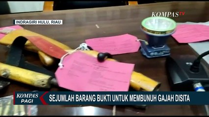 2 Pembunuh Gajah Liar di Indragiri Hulu Riau Ditangkap