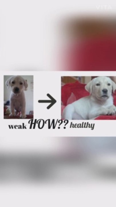How to make weak puppy to healthy puppy????