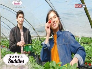 Taste Buddies: Strawberry picking madness in La Trinidad, Benguet