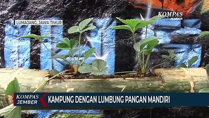 Warga Atasi Dampak Pandemi Covid-19 dengan Membangun Lumbung Pangan Mandiri
