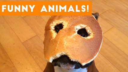 Funniest Pets of the Week Compilation September 2017 _ Funny Pet Videos