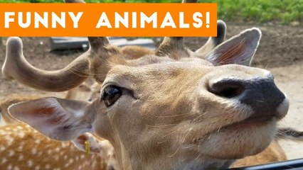 Funniest Pets of the Week Compilation September 2017 _ Funny Pet Videos