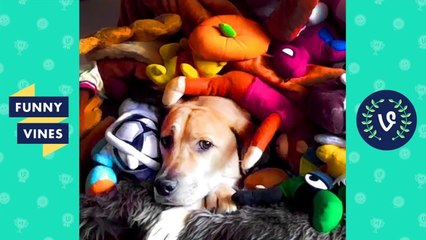 Funny Animals Videos Compilation 2018 - Best Pet Videos _ V2 Funny Vines
