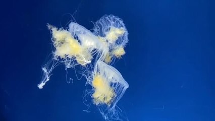 Скачать видео: Las medusas protagonistas de un nuevo acuario en Taiwan