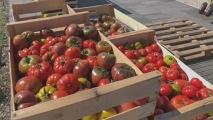 El mayor huerto urbano sobre un techo de Europa crece en una azotea de París