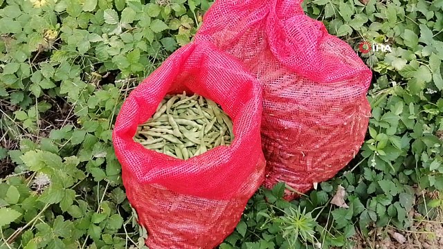 Tescilli Pazaryeri boncuğunun hasadına başlandı