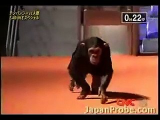 Le singe Gomez Chamberlain est le plus fort à Ninja warrior
