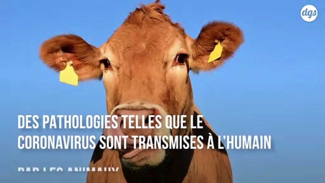 L’exploitation de la Terre par l’Homme est à l’origine des pandémies