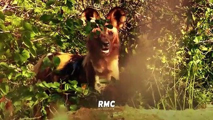 Retour à l'instinct primaire *2018