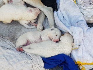 les passants de  la rue de la  République à Lyon  sont sous le charme de ces huit chiots